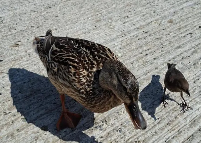 Apartment Dairy Courtyard *